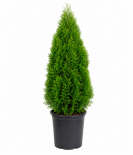Туя Occidentalis Smaragd (Emerald) 9 л