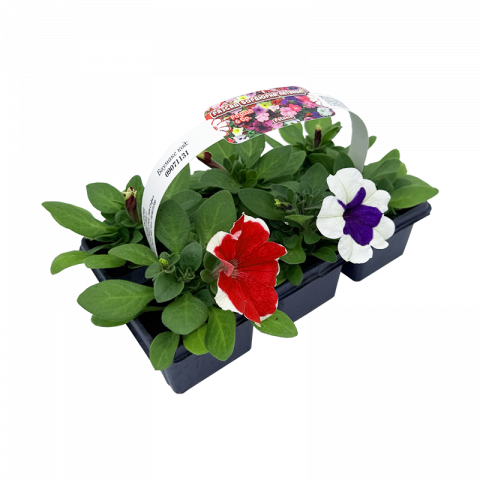 Разсад Бордюрна петуния, 6бр кошница, снимка 2 - Пролетни балконски цветя