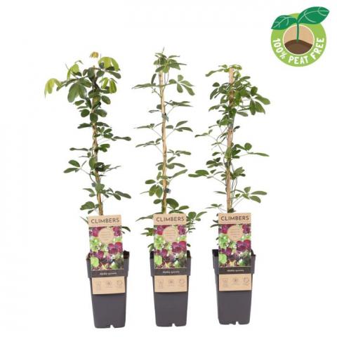 Шоколадова лоза Quinata ф15 см - Листопадни храсти и дървета