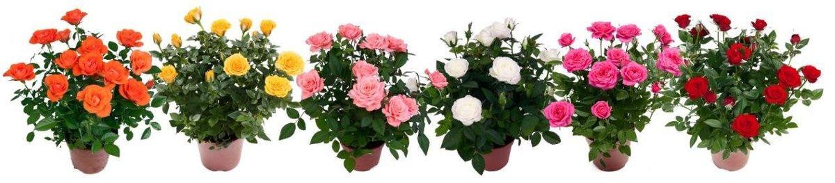 Роза микс ф12см Н25-30см - Външни растения