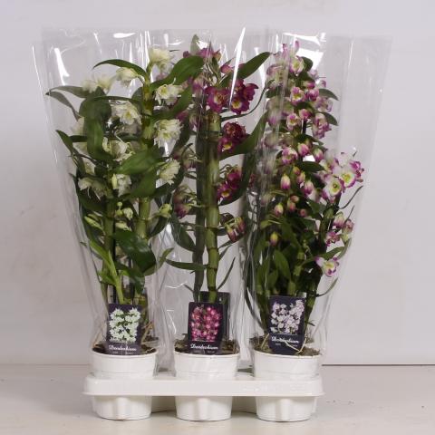Дендробиум Nobile 1стебло, 8+ ф12,  Н55 см, снимка 2 - Орхидеи