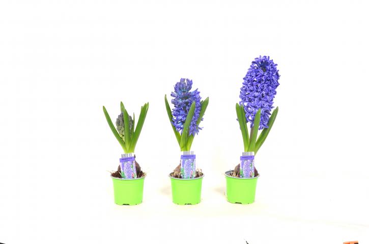 Зюмбюл 9 см, снимка 2 - Пролетни балконски цветя