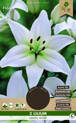 Луковици PURE Лилиум Asiatic White, 3бр - Лилиуми