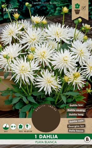Луковици PURE Далия Playa Blanca 1бр. - Далии