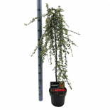 Котонеастър Coral beauty Ф23см, H110см