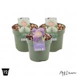 Алиум ф12 см H15 см