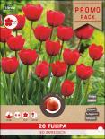 Луковици Лале Red Impression 20бр.