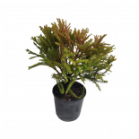 Криптомерия Japonica Globosa Nana 3 л