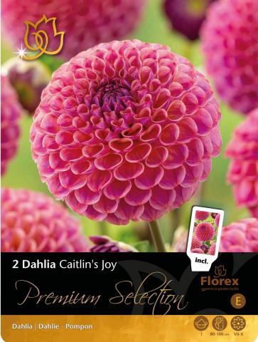 Луковици Premium Далия Caitlin Joy 2бр. - Далии