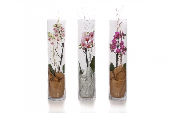 Орхидея Фаленопсис в стъклена ваза - Орхидеи
