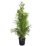Туя Брабант 80-100см