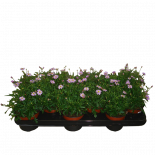 Брахискома brasco violet ф10.5