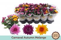 Хризантема Carnaval Autumn Melange Ф12 см H25 см