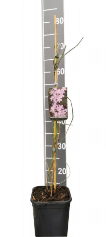 Жасмин 2 литра - Листопадни храсти и дървета