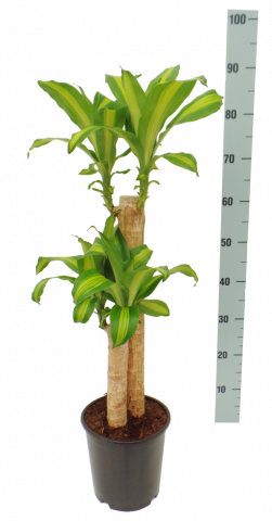 Драцена фрагранс Massangeana ф19, Н95 см, 2 стебла, снимка 2 - Зеленолистни