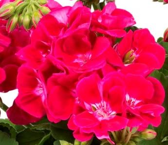 Pelargonium_z_Fairy_Berry (2) - Пролетни балконски цветя