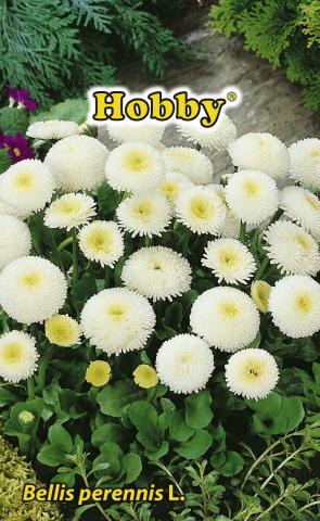 HOBBY семена паричка микс - Семена за цветя