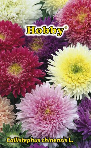 HOBBY семена астра кичеста микс - Семена за цветя