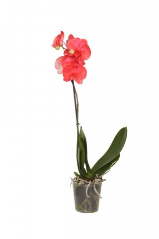 Орхидея Royal Metallic Red ф12, Н: 60см - Орхидеи