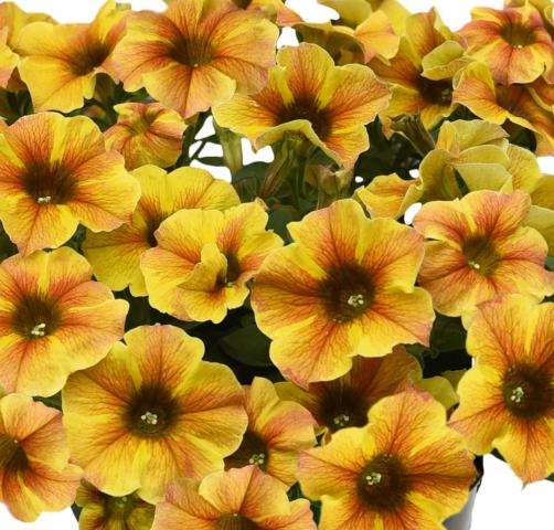 petunia_casc_yellow (2) - Външни растения