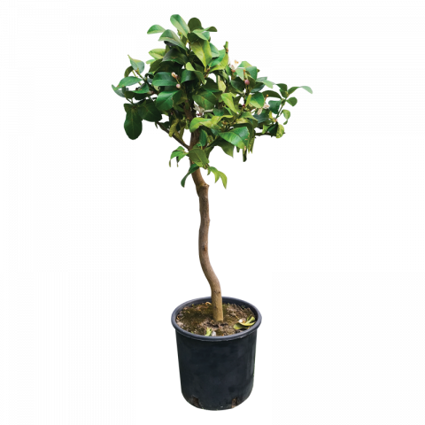 Лимон дръвче - Овошки и плодни храсти