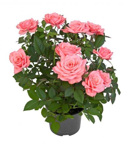 Роза микс ф11, Н25-30 см, снимка 4 - Външни растения