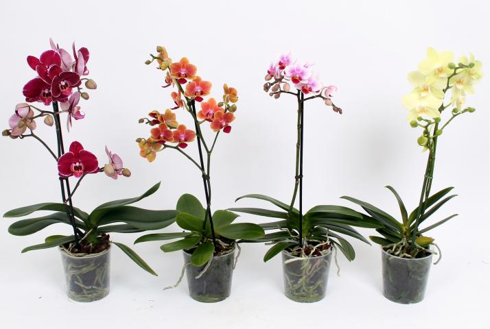 Фалаенопсис мултифлора Ф 12 - Орхидеи