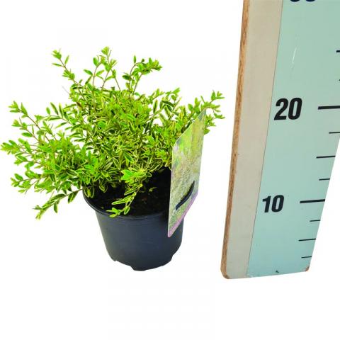 Лоницера Lemon beauty, конт 1,5 л - Листопадни храсти и дървета