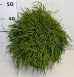 Лъжекипарис Filifera Nana 5 л H40-50 см