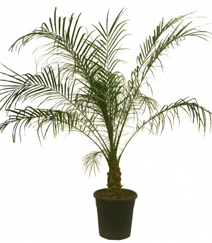 Финикова палма Рубелине Ф21см - Други външни растения