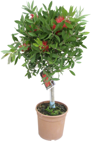 Калистемон дръвче Ф:21 см - Средиземноморски растения