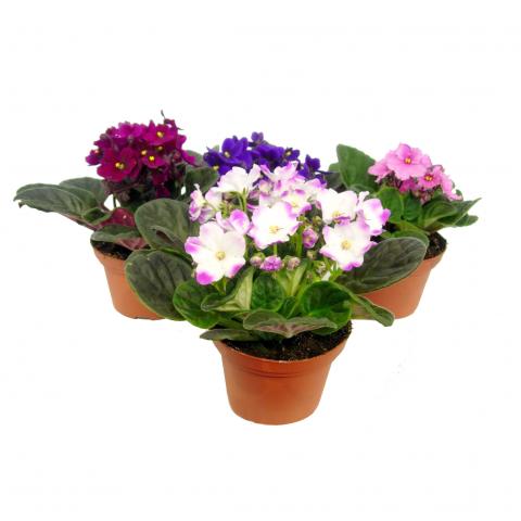 Сейнтполия микс, снимка 2 - Цъфтящи