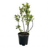 Евонимус Japonicus 3 л