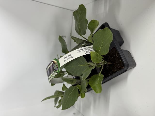 Разсад патладжан 6 бр. кошница - Зеленчуци и подправки