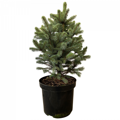 Сребрист смърч височина 80-100 см - Иглолистни храсти и дървета