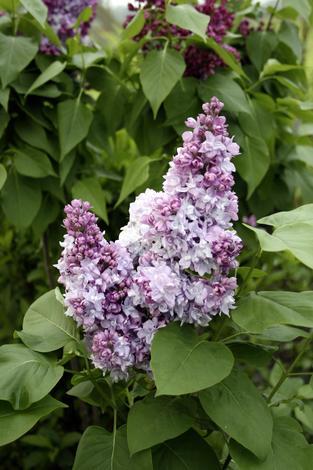 Люляк 3 броя в пакет, снимка 2 - Листопадни храсти и дървета