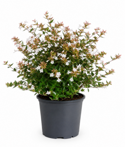 Абелия Grandiflora бяла 3 л - Листопадни храсти и дървета