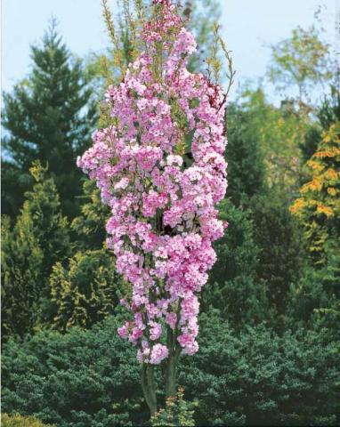 Японска вишна (Prunus serrulata) в контейнер 5л - Листопадни храсти и дървета