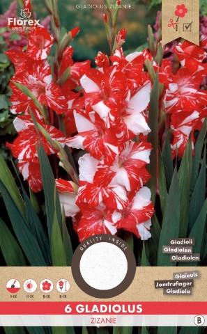 Луковици PURE Гладиола Zizanie, 6бр - Гладиоли