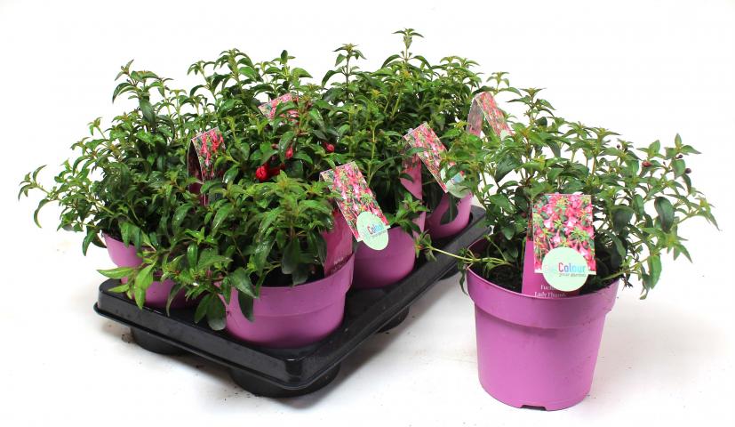 Градински цветя микс ф15см, снимка 7 - Цъфтящи