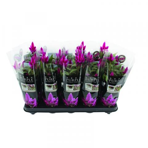 Целозия Deep Purple ф12, Н33-35см - Пролетни балконски цветя