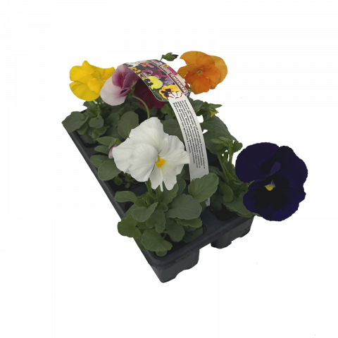 Теменужка, 6бр. - Пролетни балконски цветя