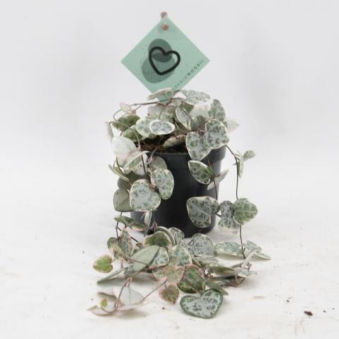 Пълзящо сърце Variegata Ф8.5см, H20см - Зеленолистни