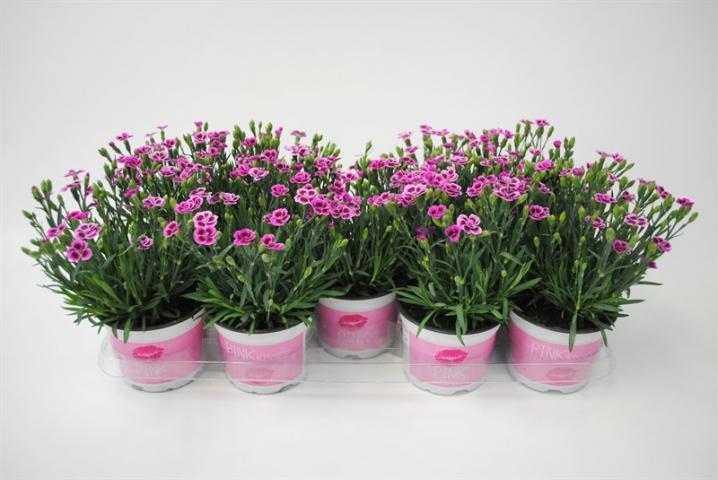 Диантус Pink Kisses ф12, снимка 2 - Пролетни балконски цветя