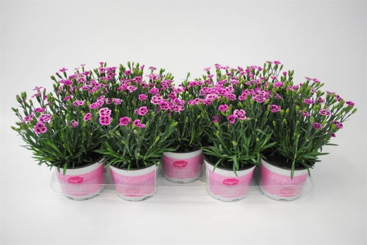 Диантус Pink Kisses ф12 60628053 на топ цена — Home Max | ex Baumax