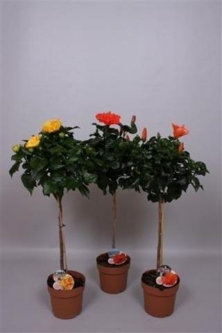 Хибискус роза-синенсис ф21/Н:95 см - Цъфтящи