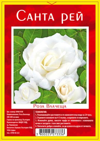 Рози с мин.2 разклонения различни видове, снимка 3 - Рози