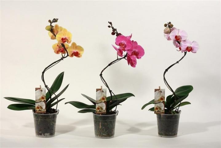 Орхидея Фаленопсис Tornado 1-стебло 8+, Ф12/ Н 50-60cm - Орхидеи