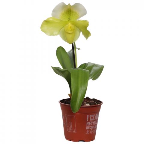 Пафиопедилум микс Ф12 см, снимка 4 - Орхидеи