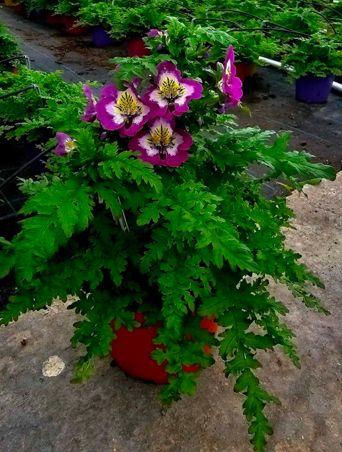 Шизантус ф14 см - Листопадни храсти и дървета